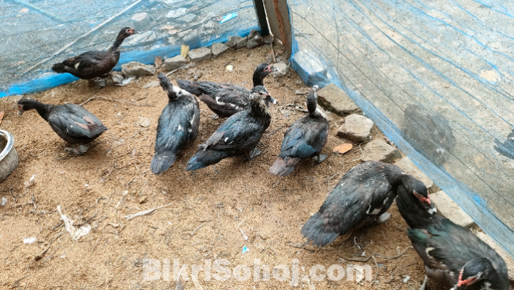 চিনা হাস